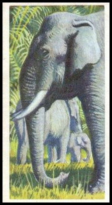 43 Asiatic Elephant